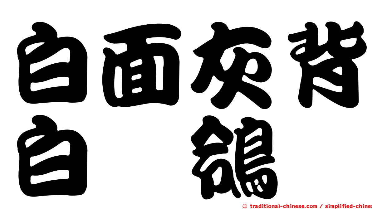 白面灰背白鶺鴒