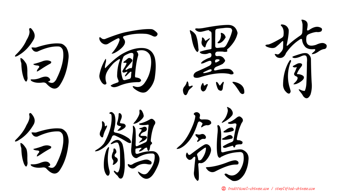 白面黑背白鶺鴒