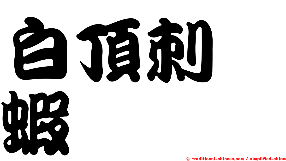 白頂刺鎧蝦