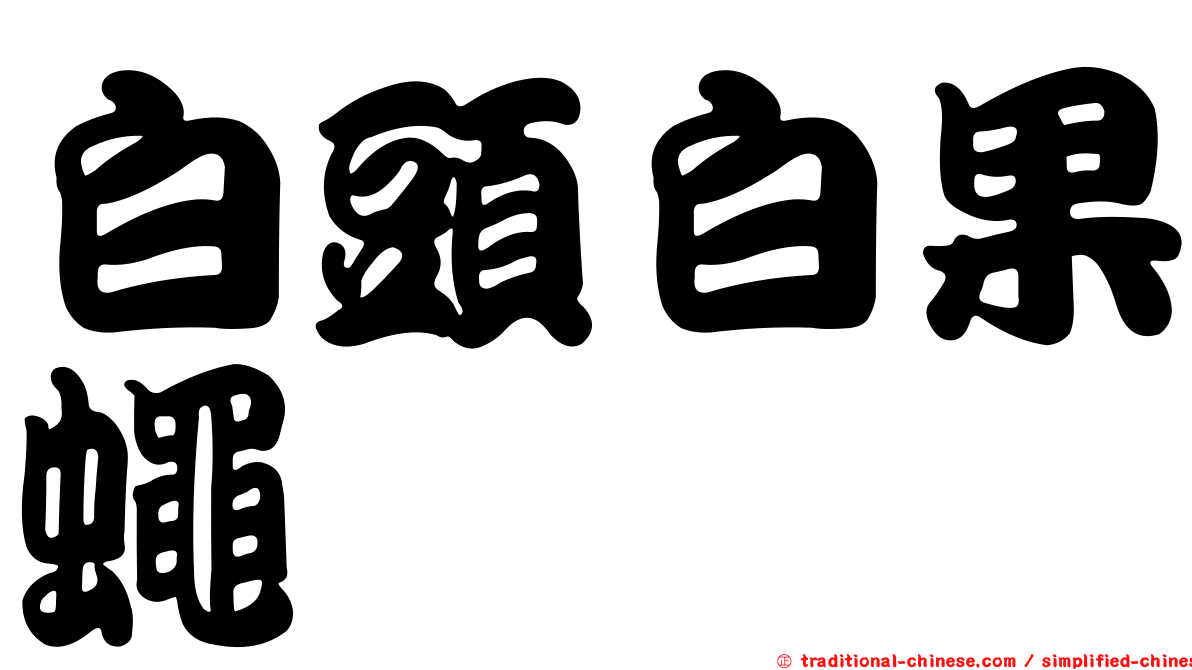 白頭白果蠅