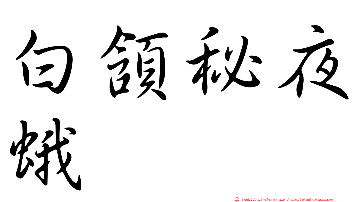 白頷秘夜蛾