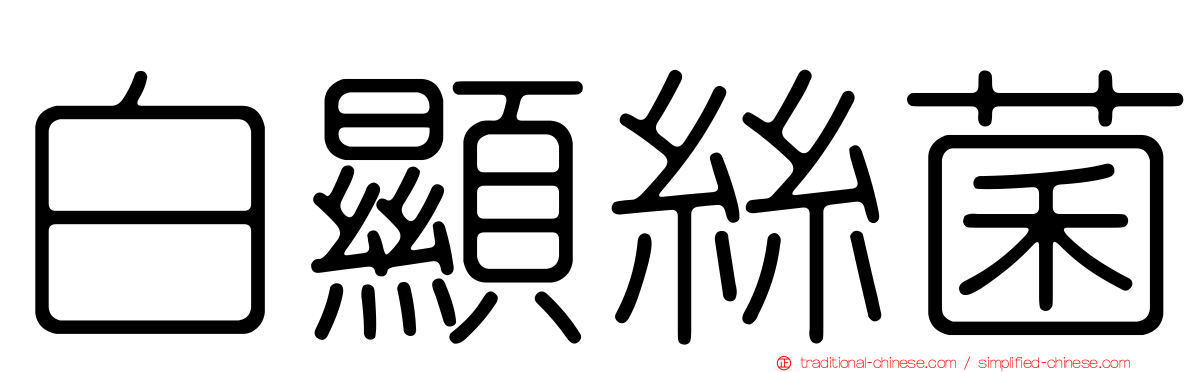 白顯絲菌