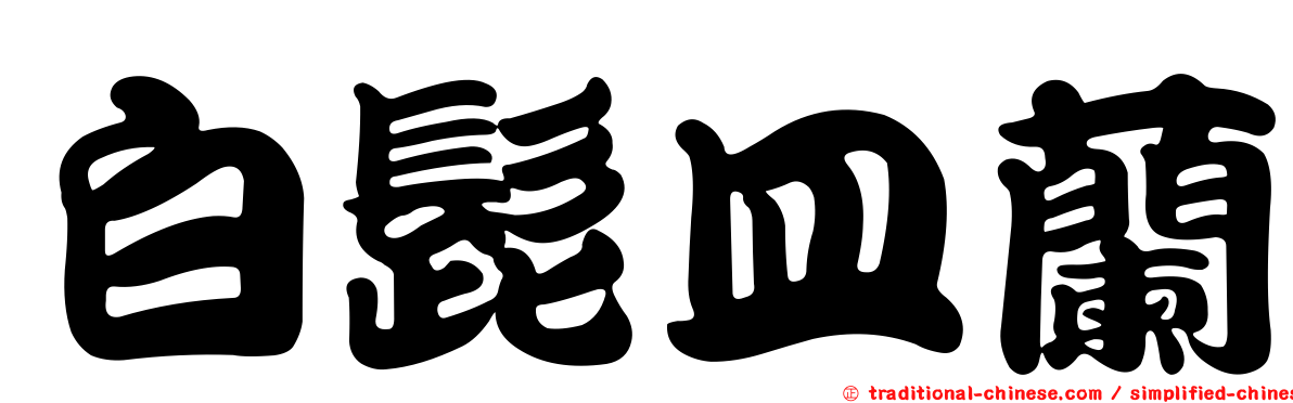白髭皿蘭