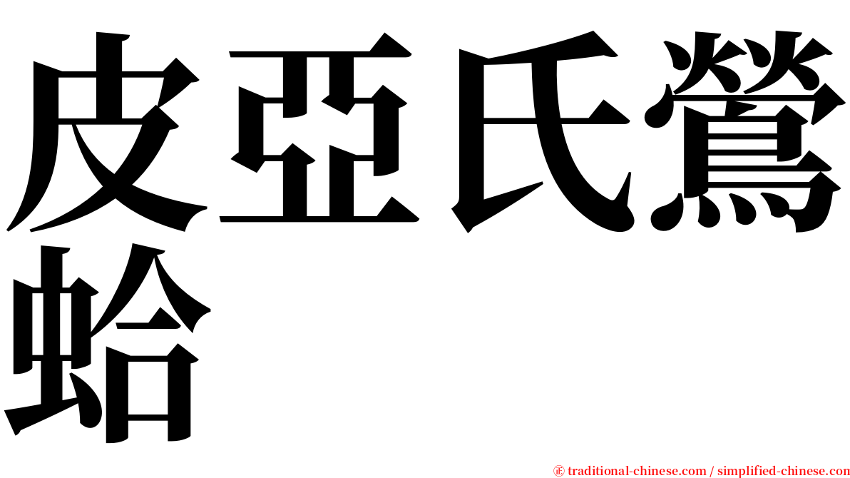 皮亞氏鶯蛤 serif font