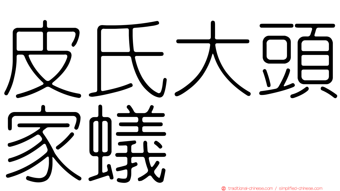 皮氏大頭家蟻
