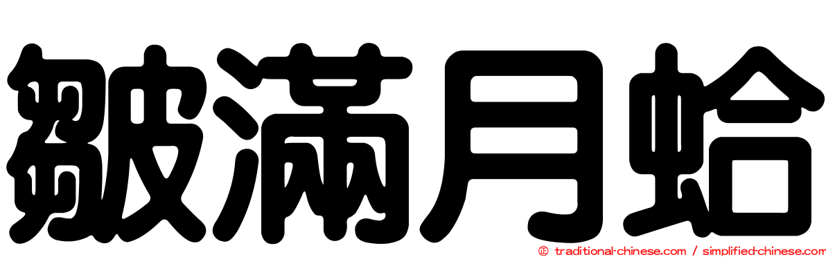 皺滿月蛤