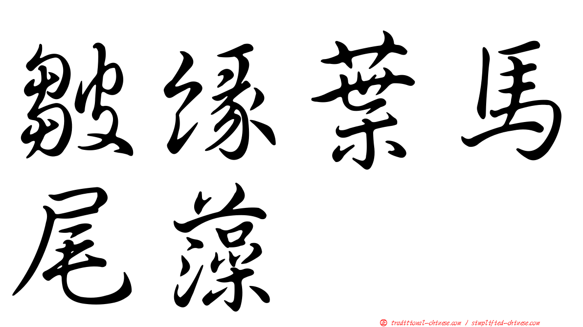 皺緣葉馬尾藻