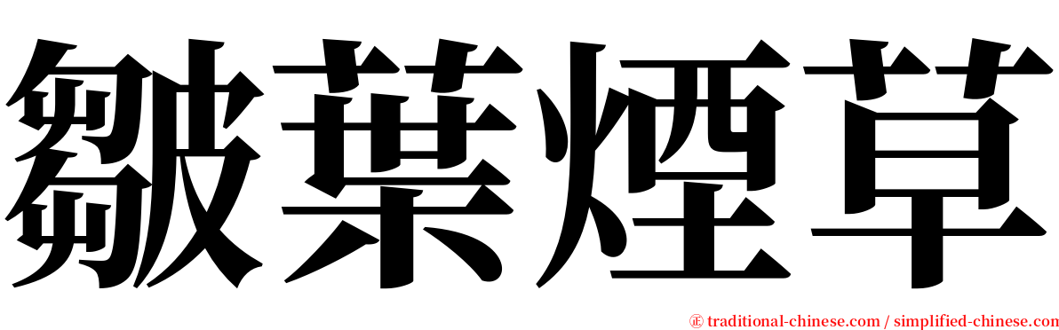 皺葉煙草 serif font