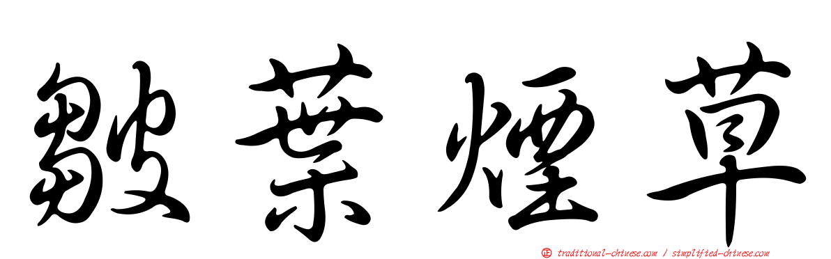 皺葉煙草
