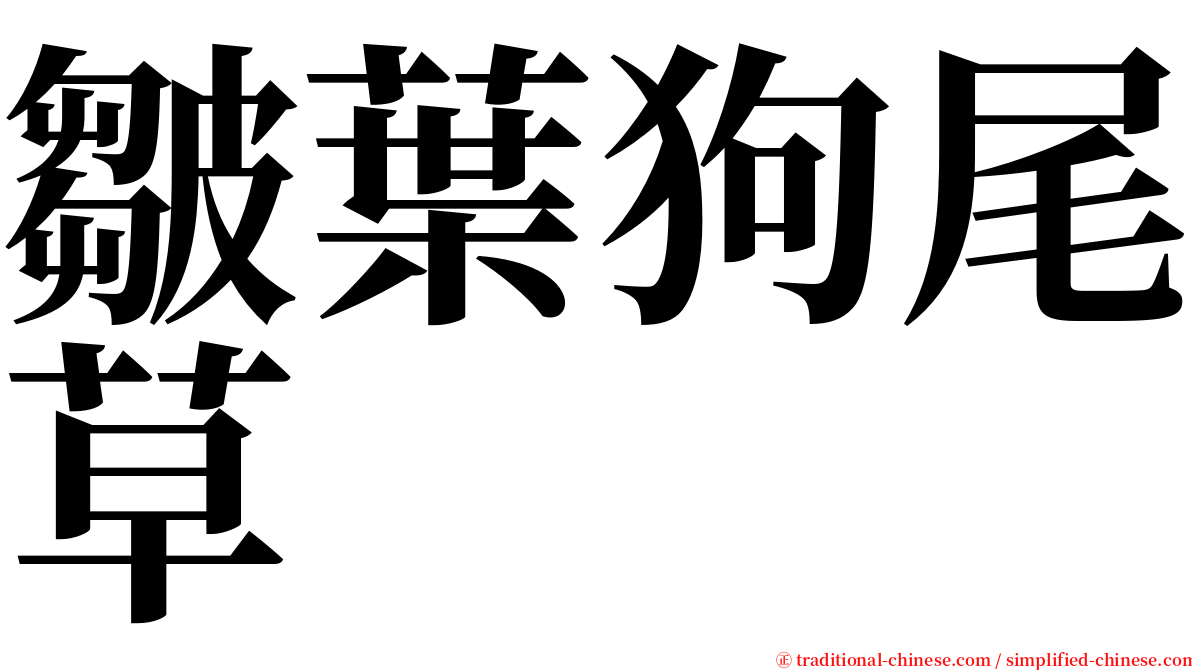 皺葉狗尾草 serif font