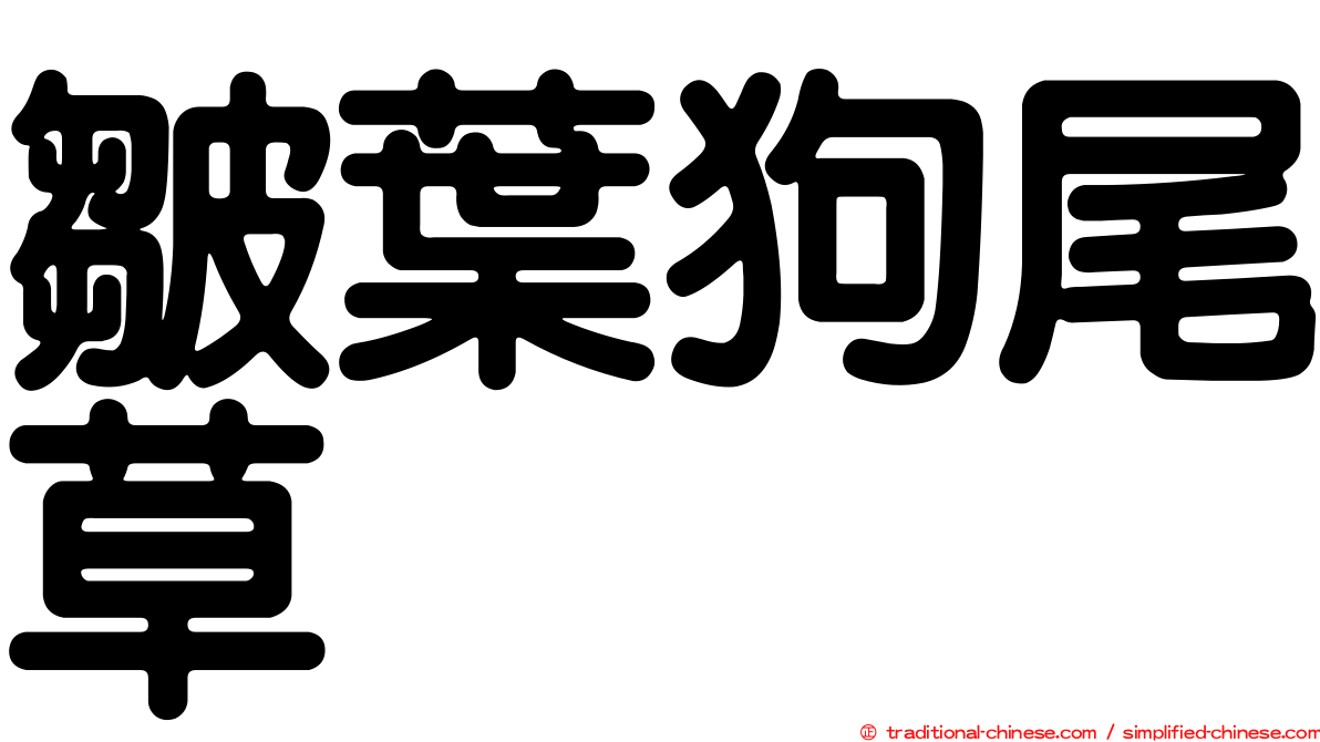 皺葉狗尾草