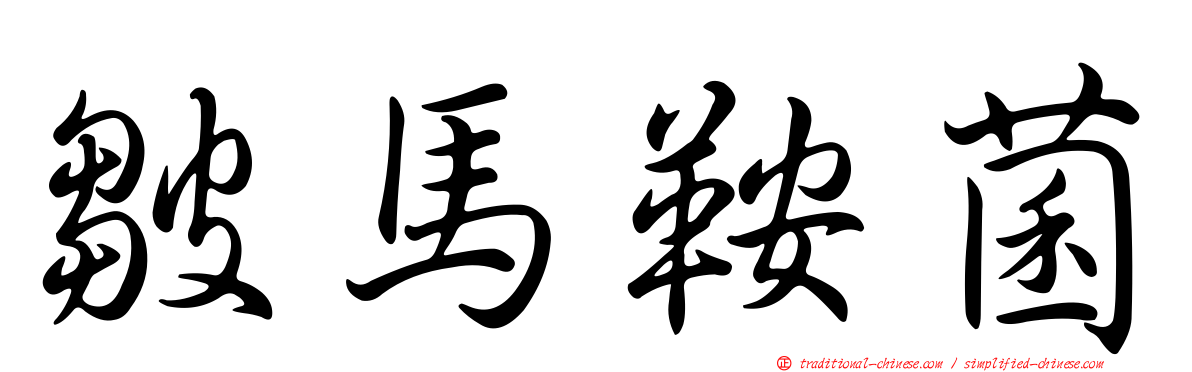 皺馬鞍菌