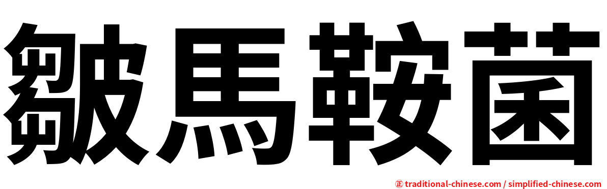 皺馬鞍菌