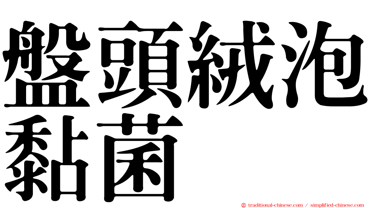 盤頭絨泡黏菌