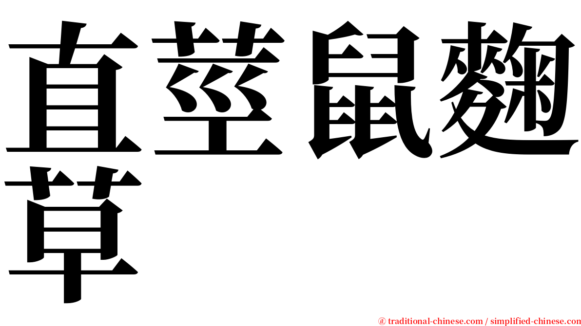 直莖鼠麴草 serif font