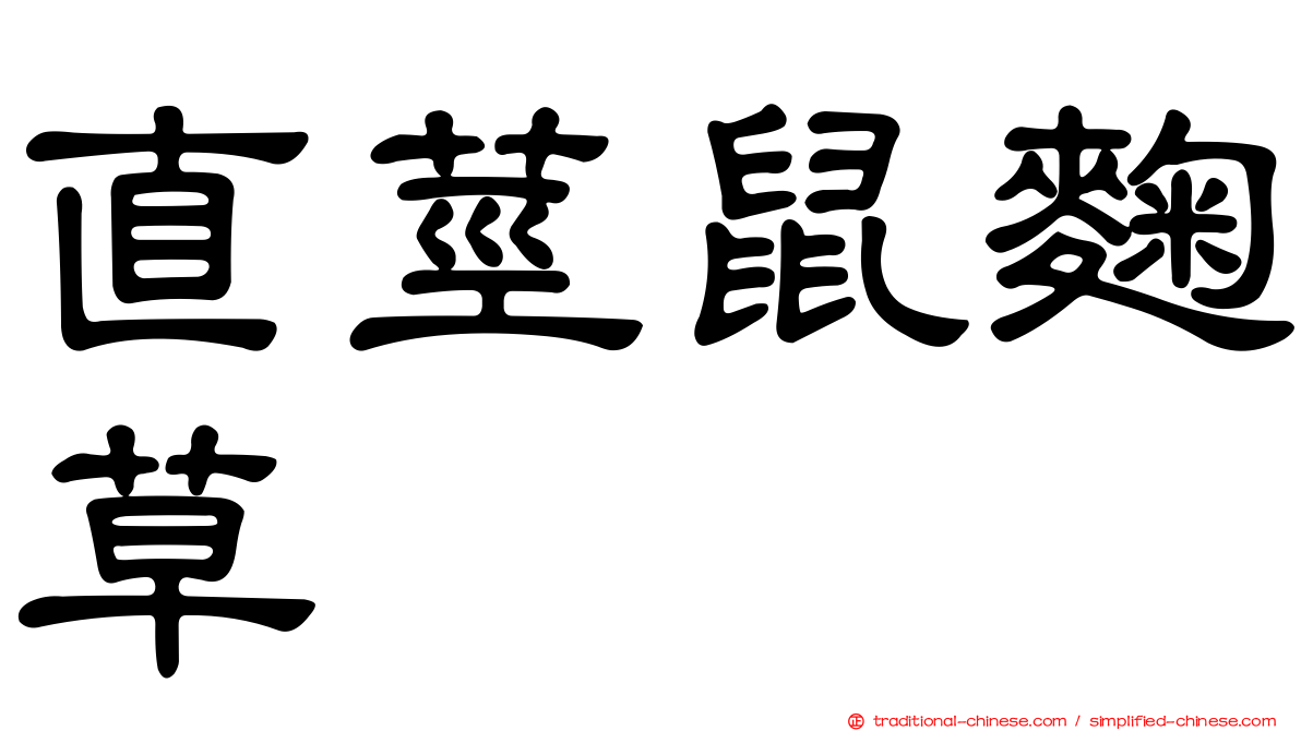 直莖鼠麴草