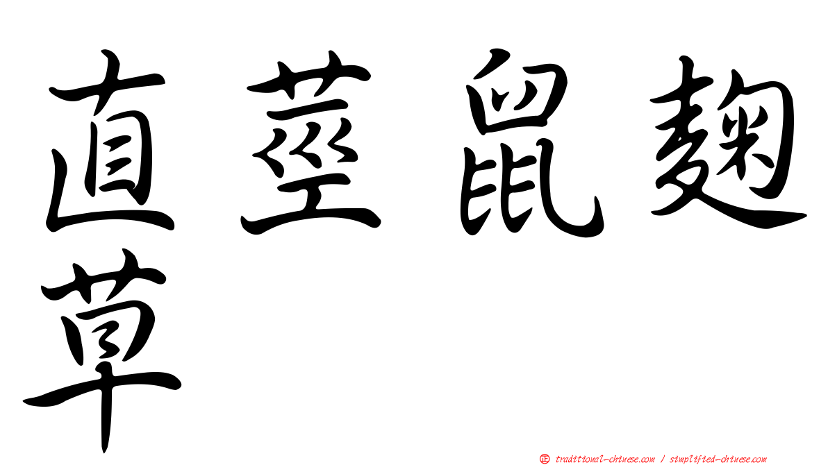 直莖鼠麴草