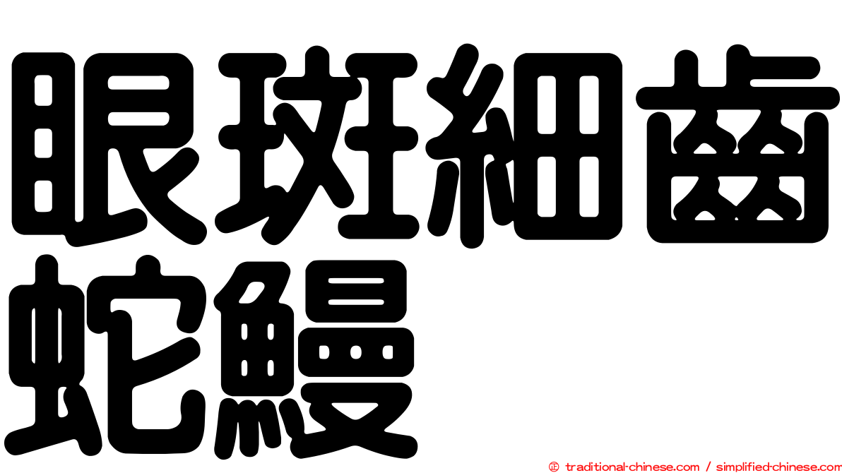 眼斑細齒蛇鰻
