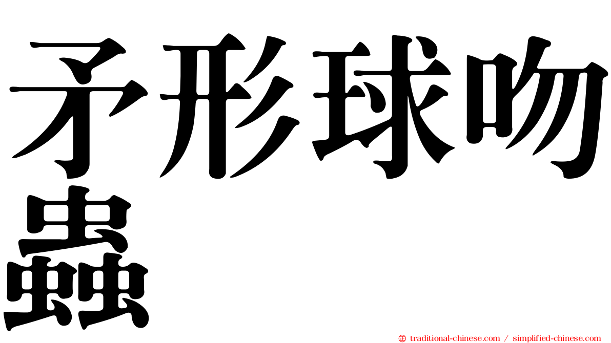 矛形球吻蟲