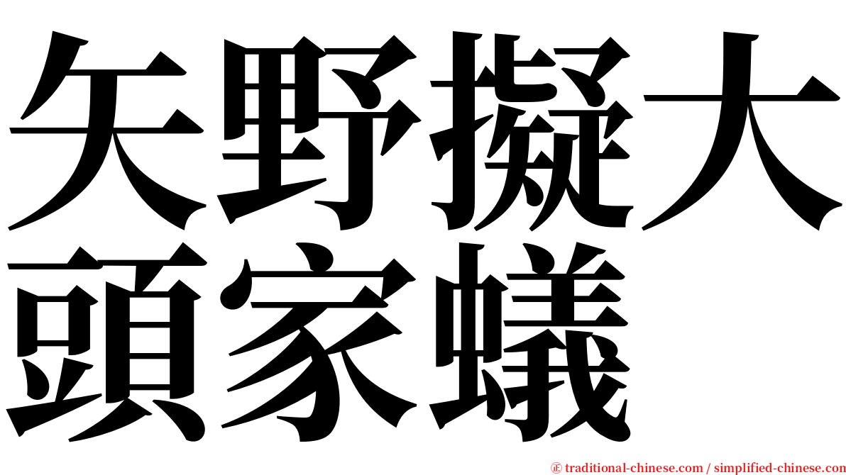矢野擬大頭家蟻 serif font