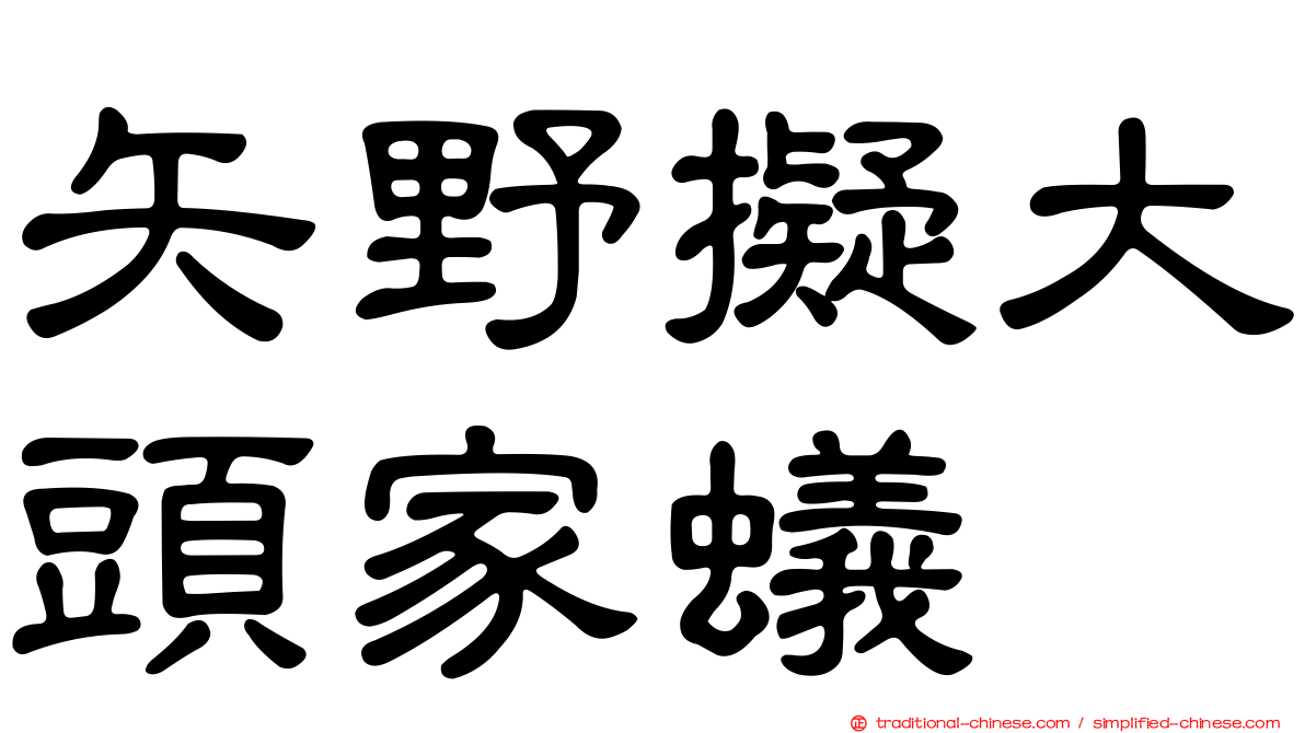 矢野擬大頭家蟻