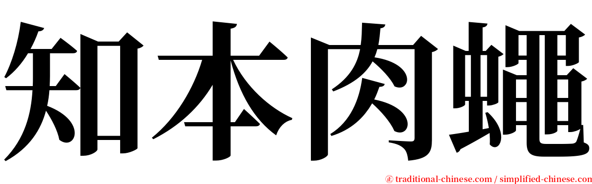 知本肉蠅 serif font
