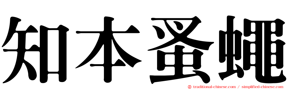 知本蚤蠅