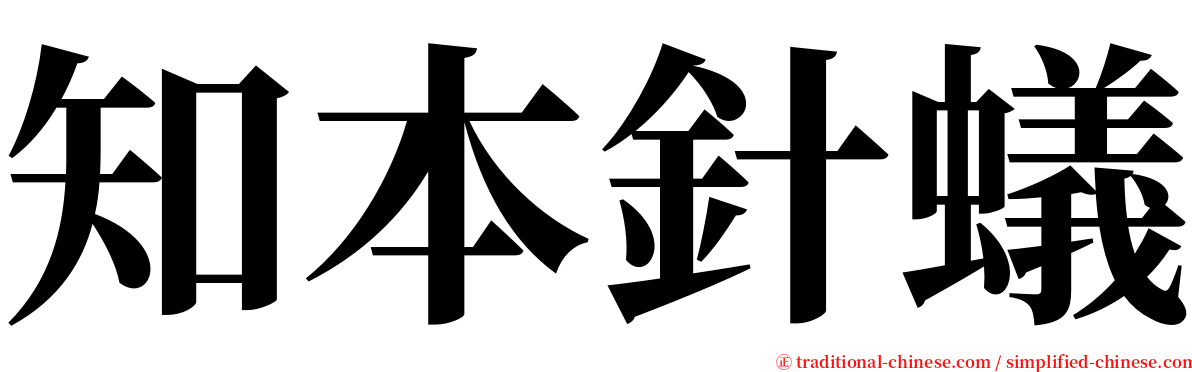 知本針蟻 serif font