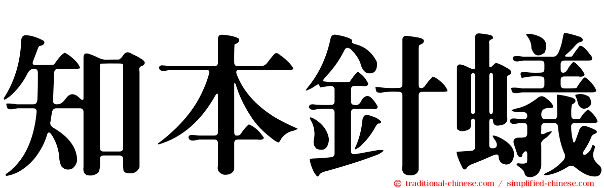 知本針蟻