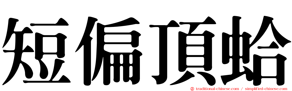 短偏頂蛤