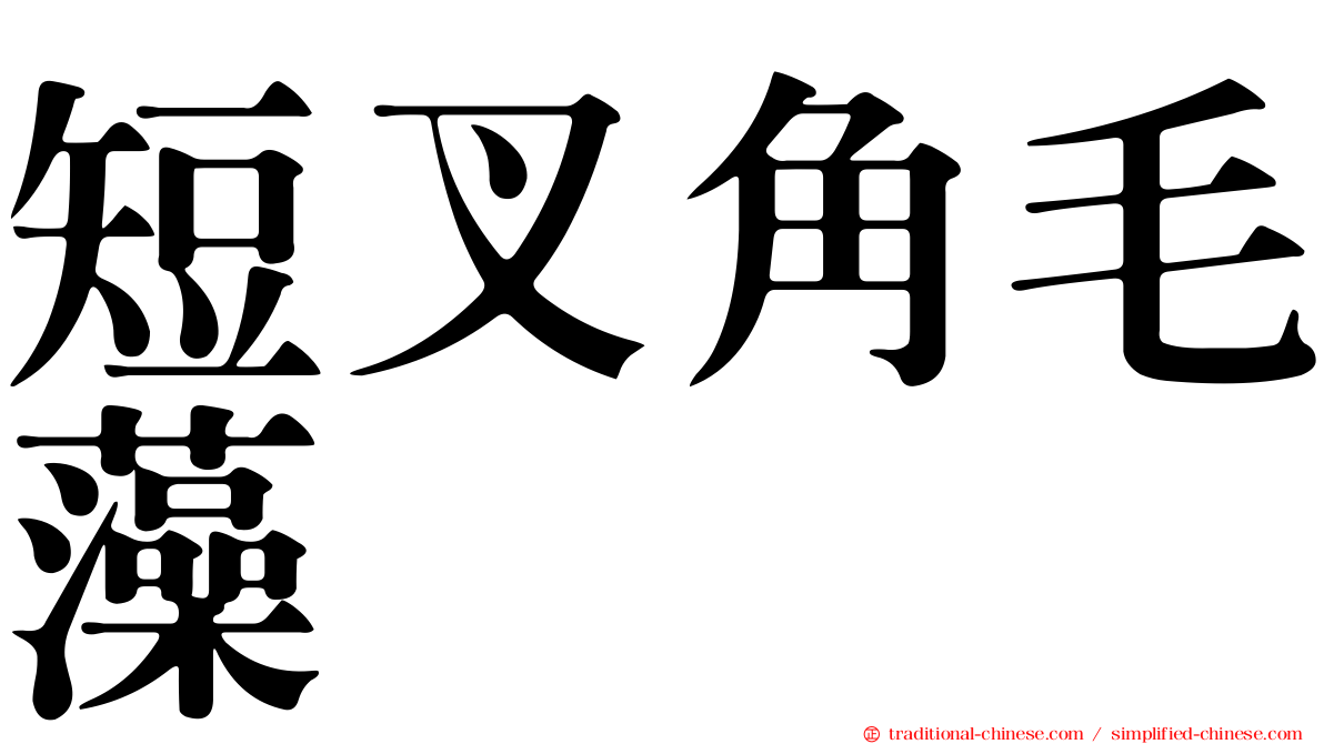 短叉角毛藻