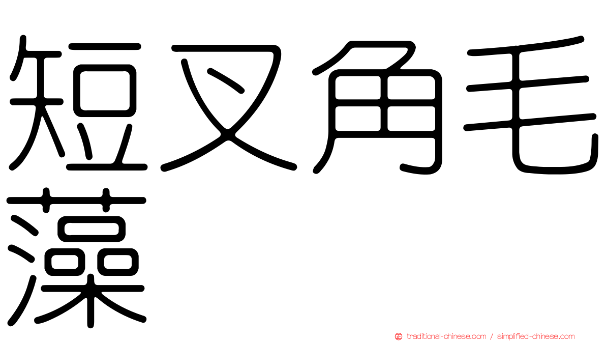 短叉角毛藻