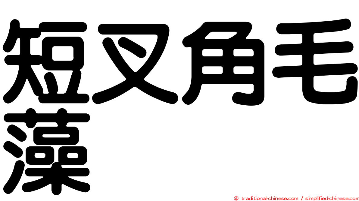 短叉角毛藻