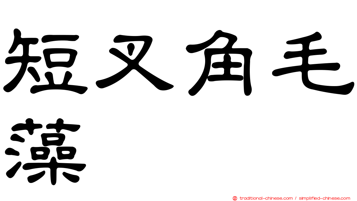 短叉角毛藻
