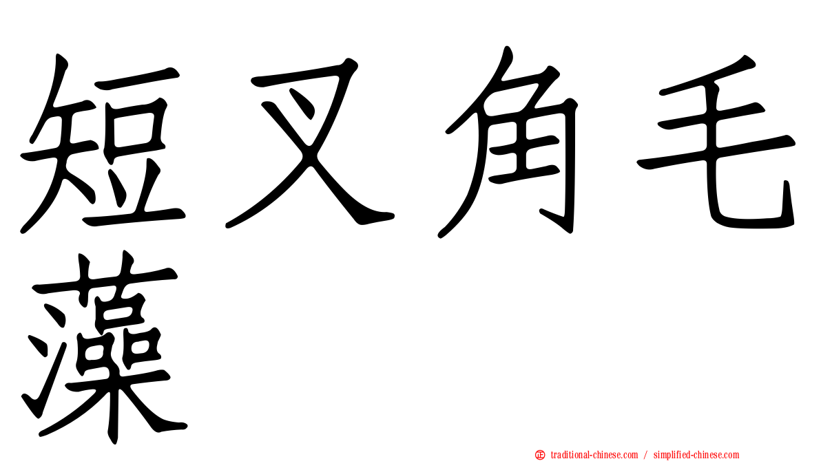 短叉角毛藻