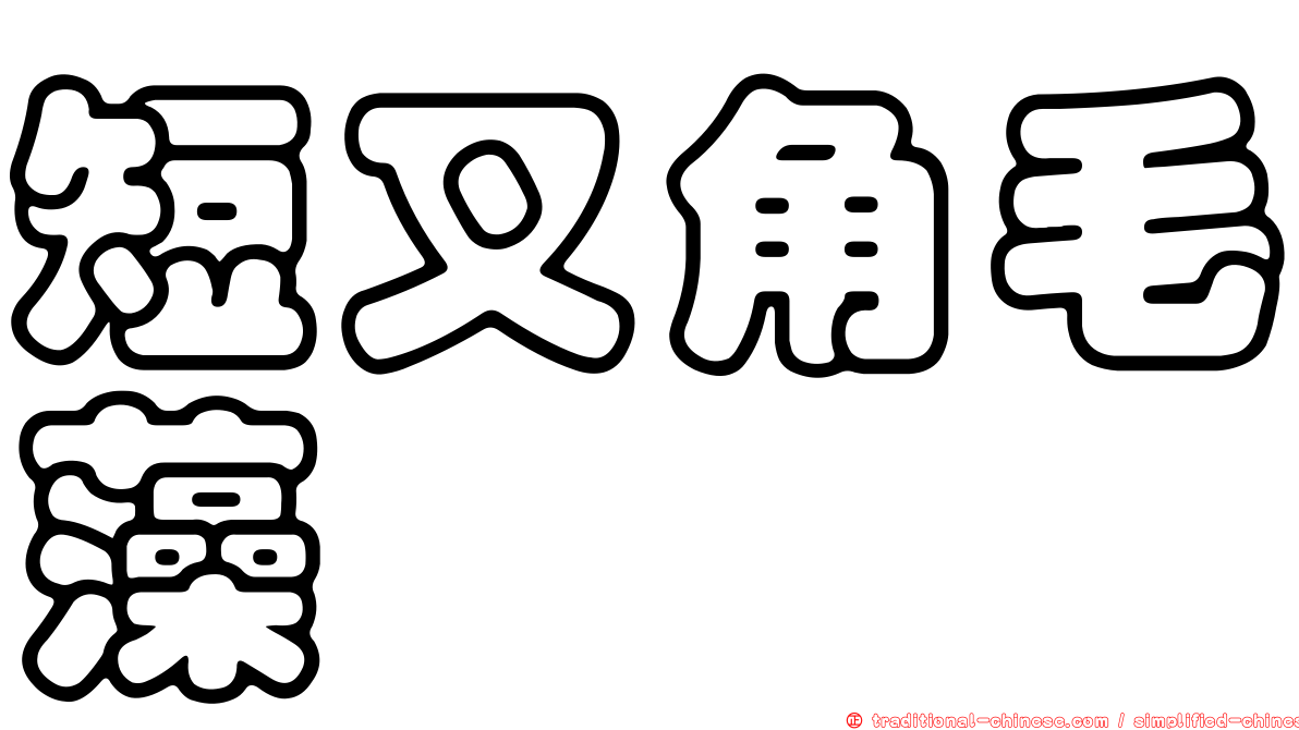 短叉角毛藻