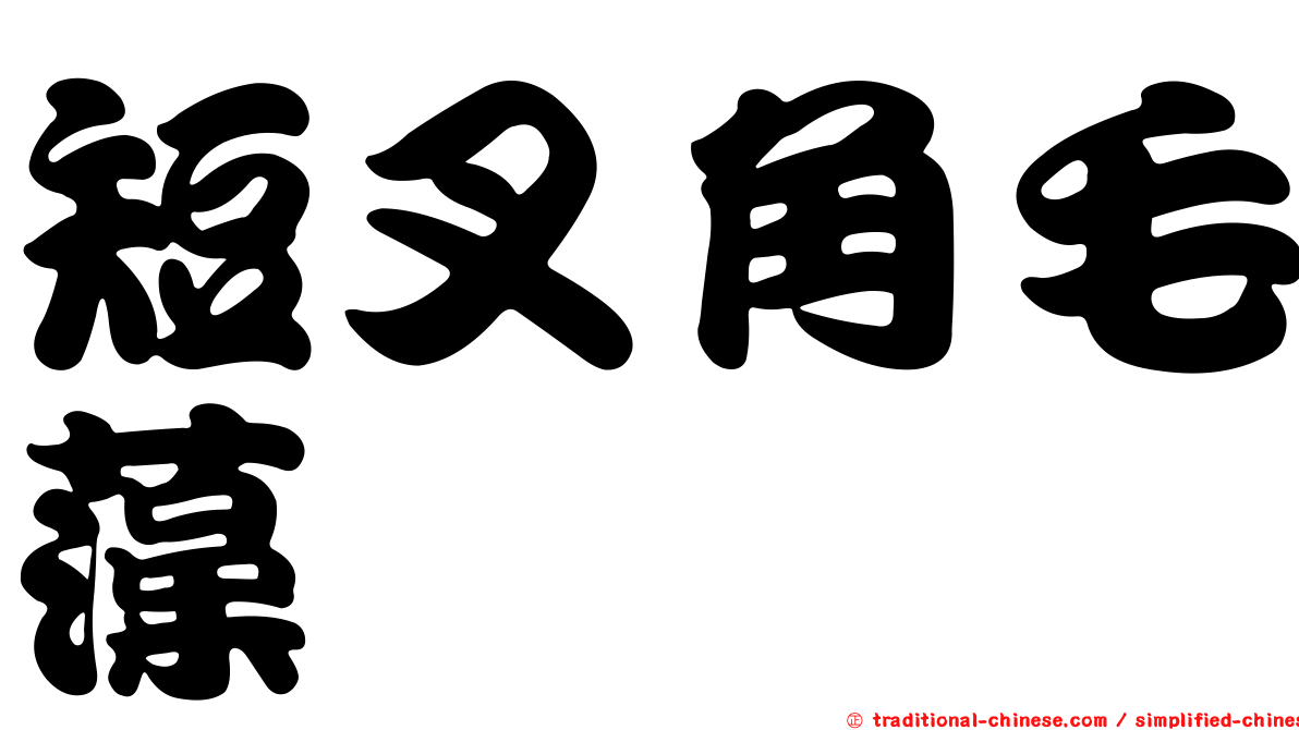 短叉角毛藻
