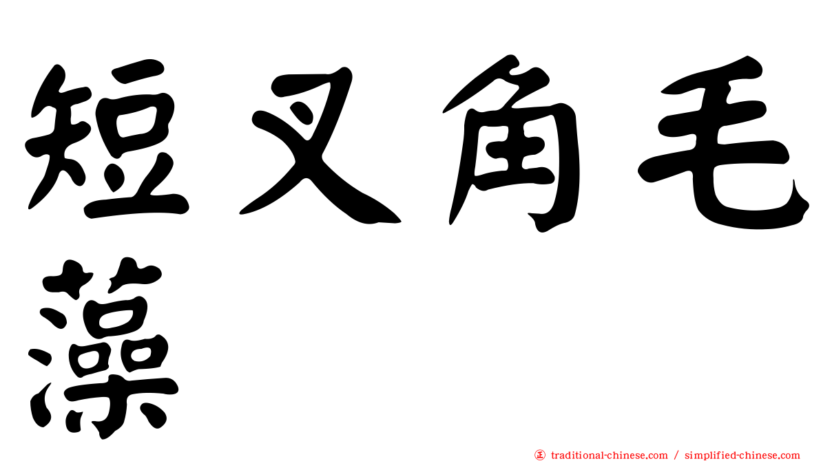 短叉角毛藻