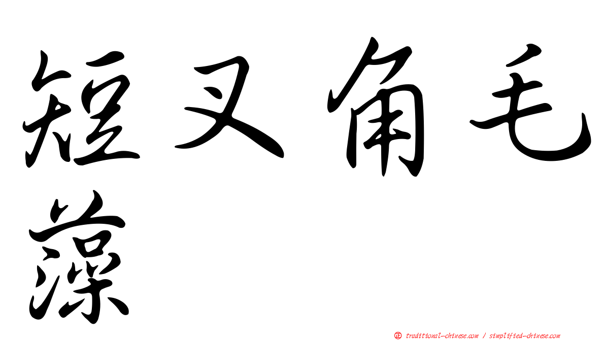 短叉角毛藻