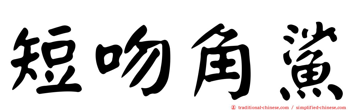 短吻角鯊
