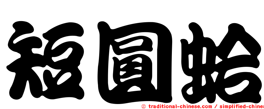 短圓蛤