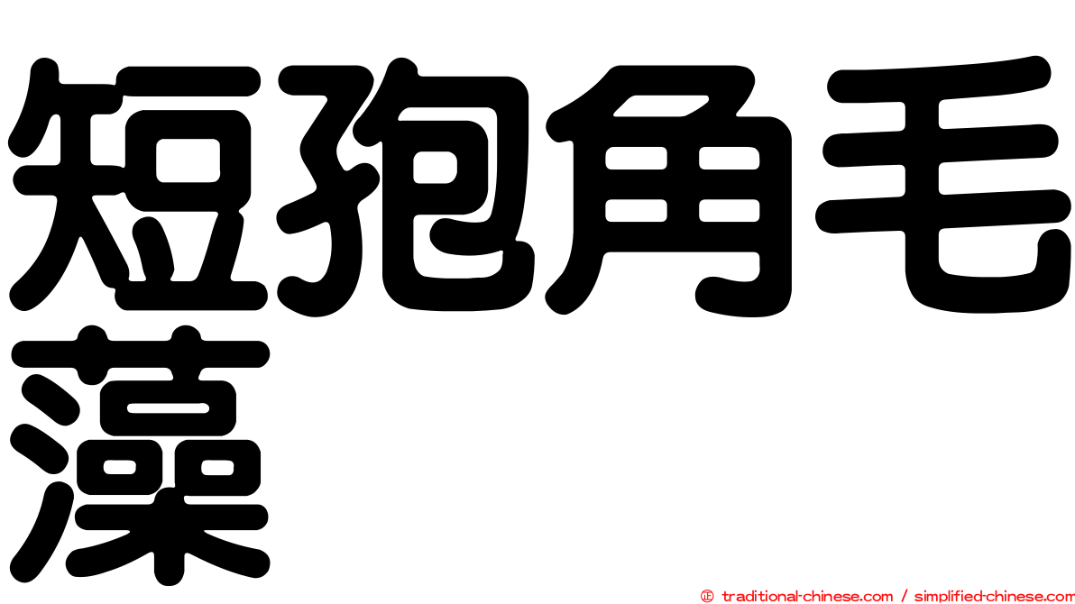 短孢角毛藻