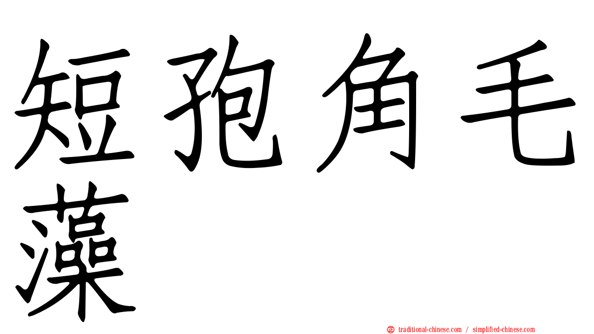 短孢角毛藻