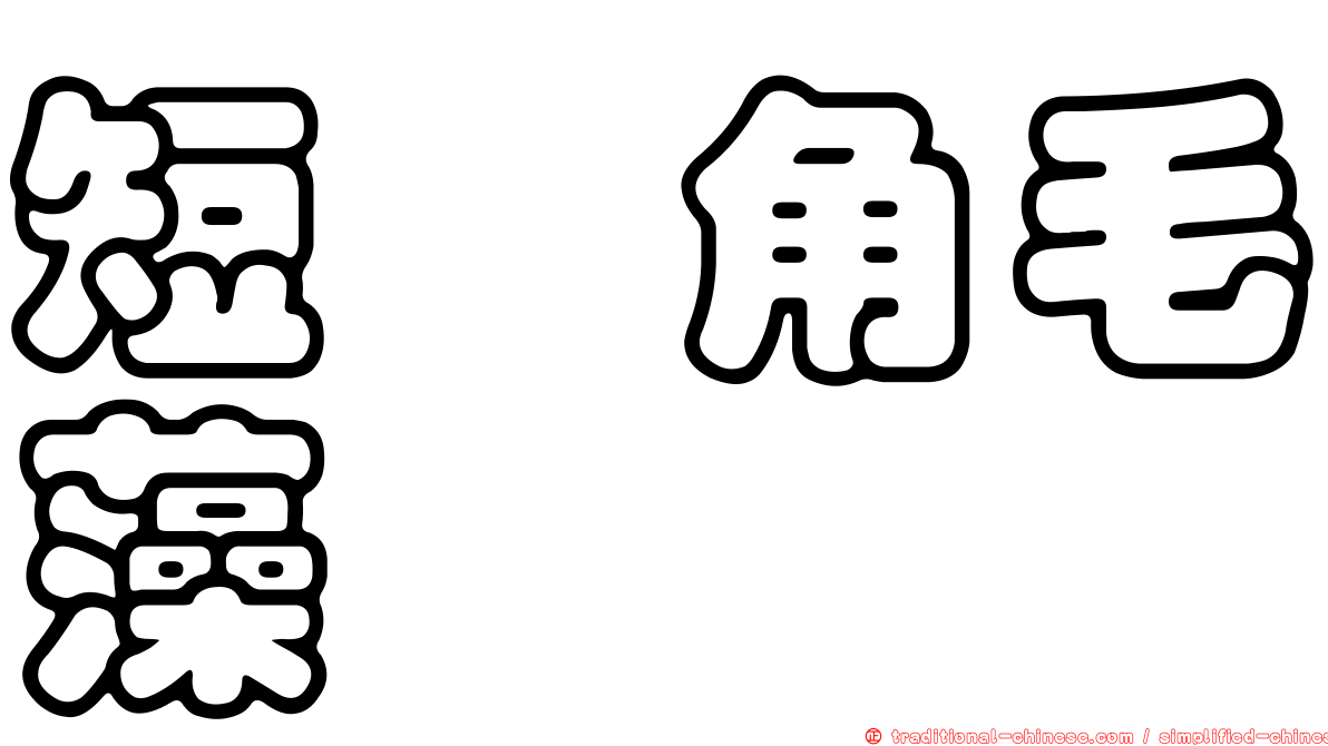 短孢角毛藻