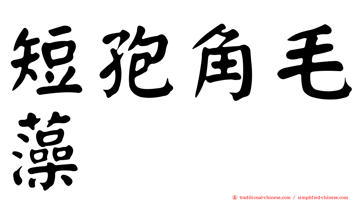 短孢角毛藻