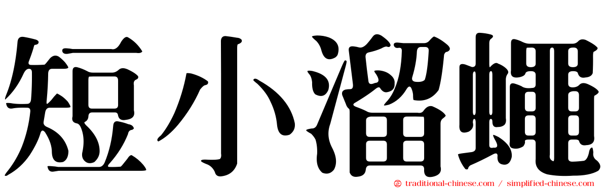 短小溜蠅