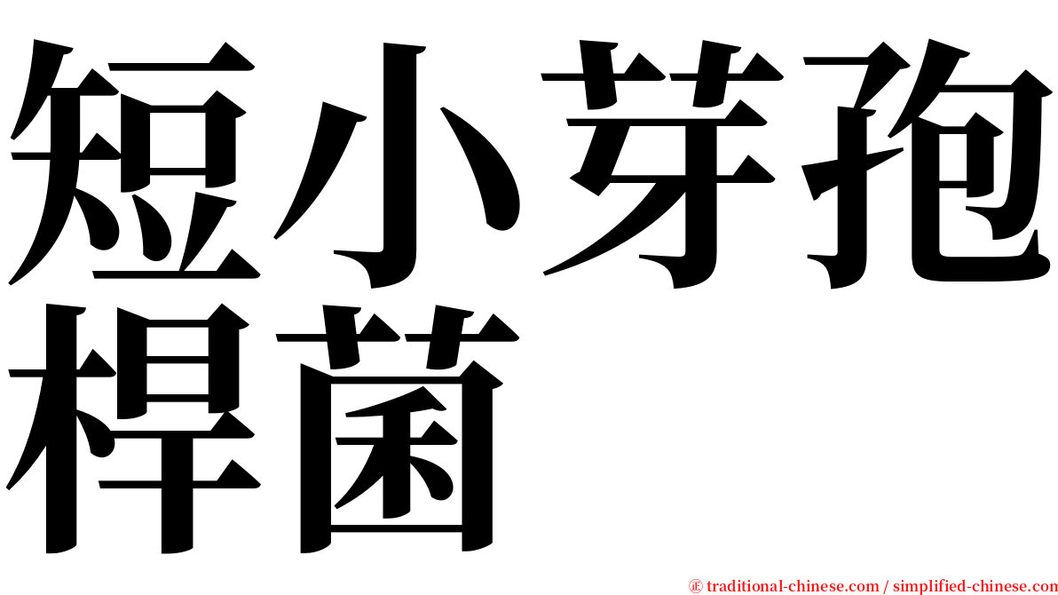 短小芽孢桿菌 serif font