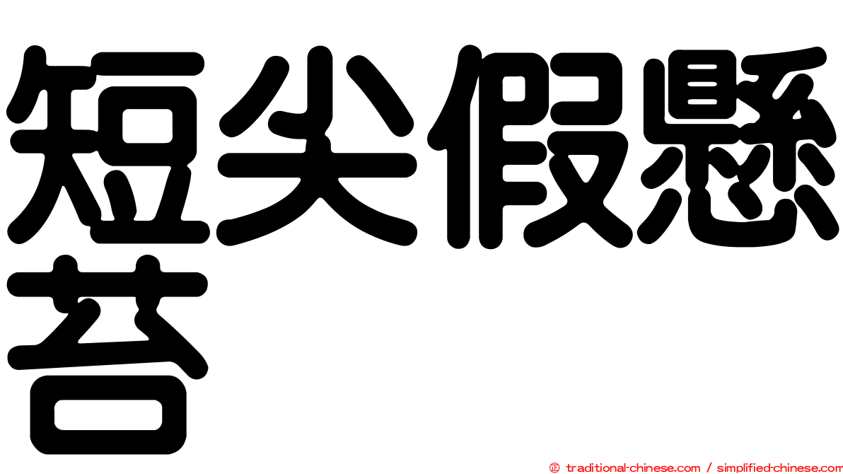 短尖假懸苔