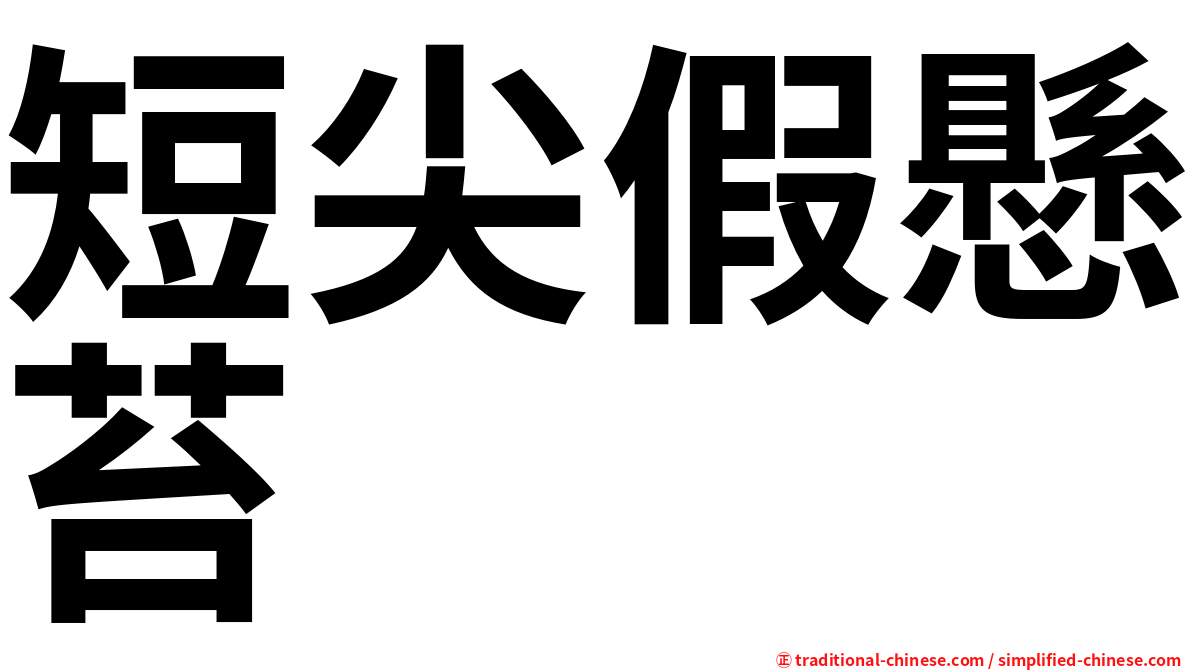 短尖假懸苔