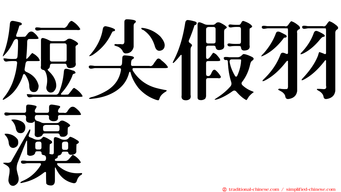 短尖假羽藻